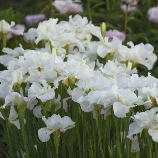 Iris sibirica 'Swans in Flight'  - Swans In Flight Siberian Iris - Shipped