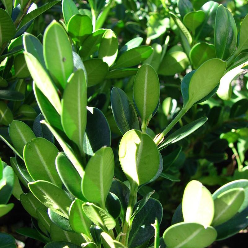 NewGen™ Independence®  Boxwood - Shipped