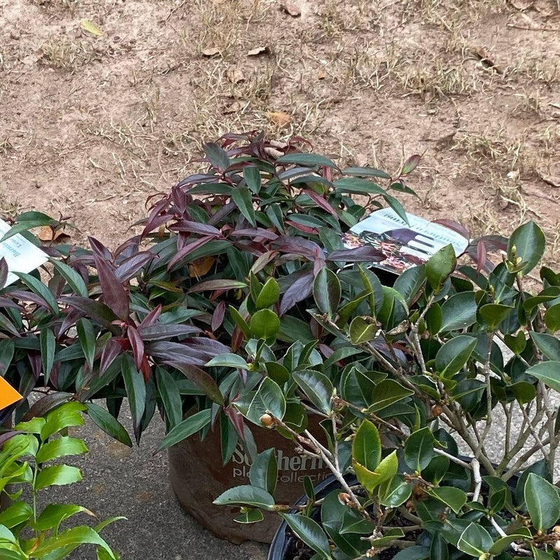 Burning Love™ Leucothoe - Shipped