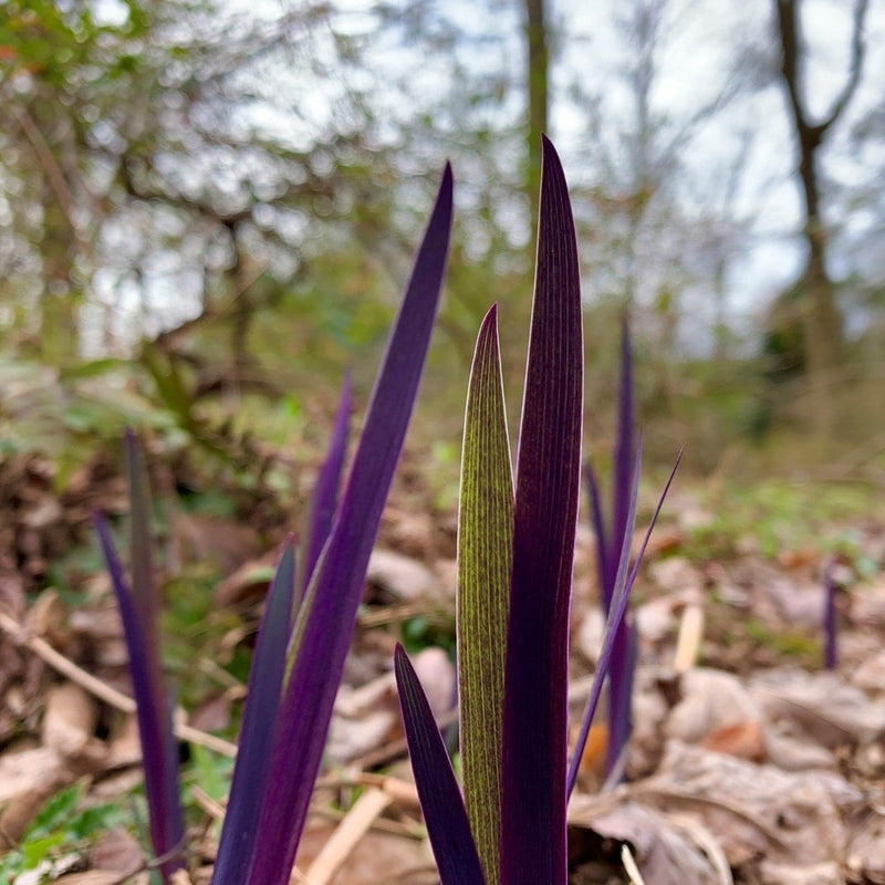 Purple Flame Blue Flag Iris - Shipped