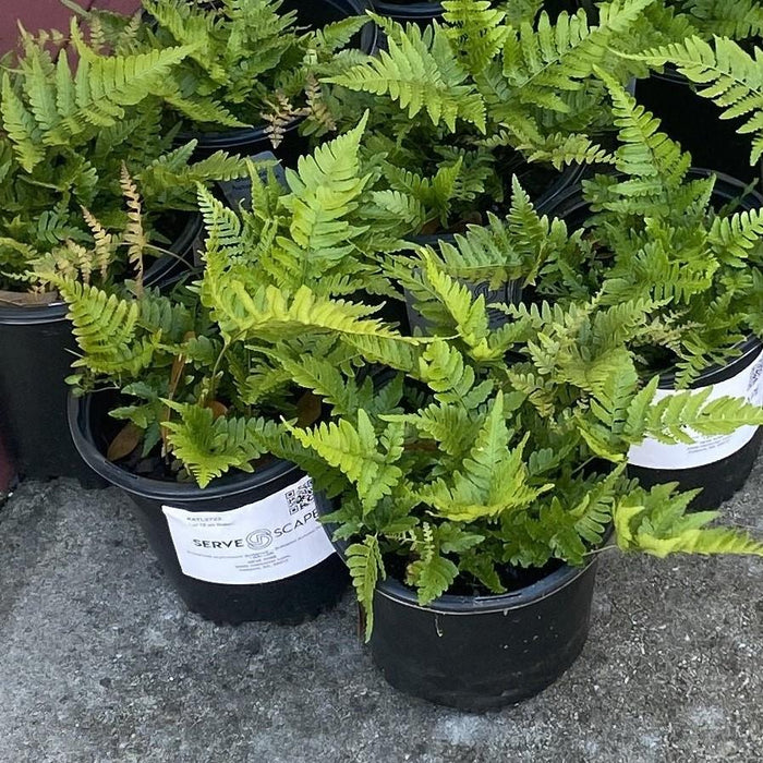 Dryopteris erythrosora 'Brilliance'  - Brilliance Autumn Fern - Shipped