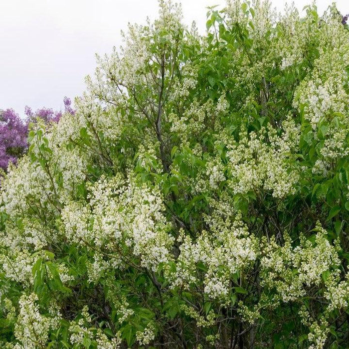 Syringa vulgaris 'Primrose'  - Primrose Lilac - Shipped