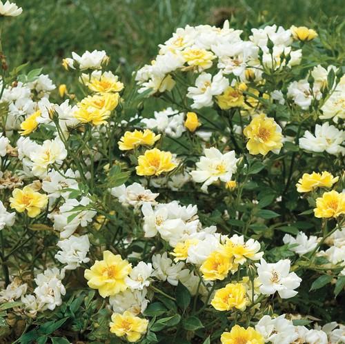 Lemon Drift® Rose - Shipped