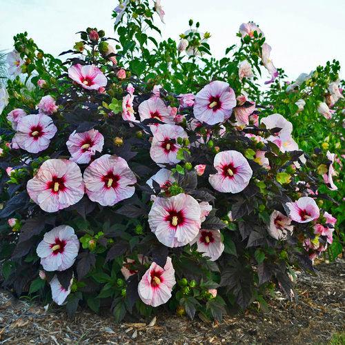 Summerific® Perfect Storm Hibiscus - Shipped