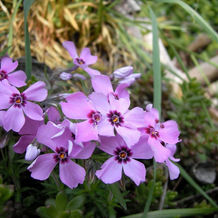 Phlox subulata 'Eye Candy'  - Eye Candy Creeping Phlox - Shipped