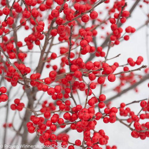 Ilex verticillata 'FarrowBPop' USPP 25,83  - Berry Poppins® Winterberry - Shipped