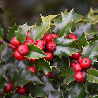 Holly (Ilex x rutzan) 'Red Beauty' - Shipped