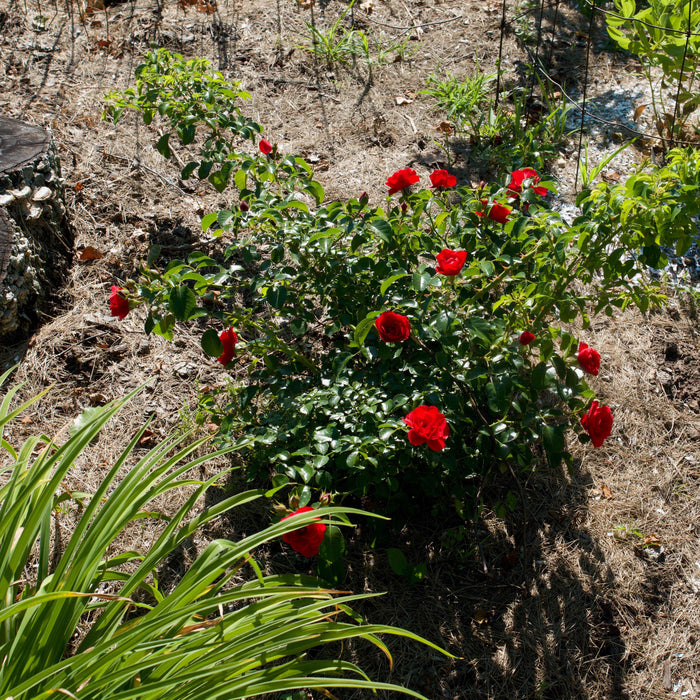 Rosa x 'NOA83100B'  - Flower Carpet® Scarlet Rose - Shipped