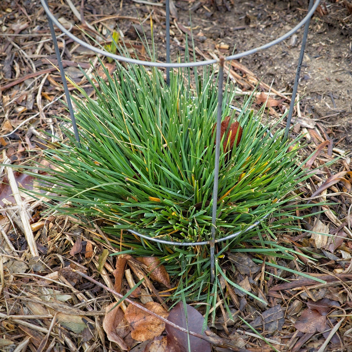Deschampsia cespitosa 'Goldtau'  - Golden Dew Tufted Hair Grass - Shipped
