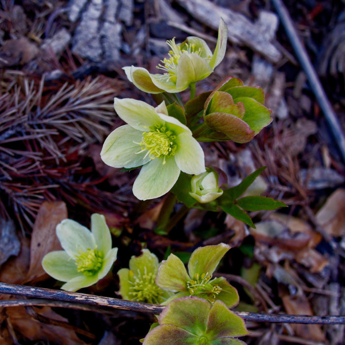 Helleborus x ericsmithii 'COSEH 730'  - HGC® Champion Lenten Rose - Shipped