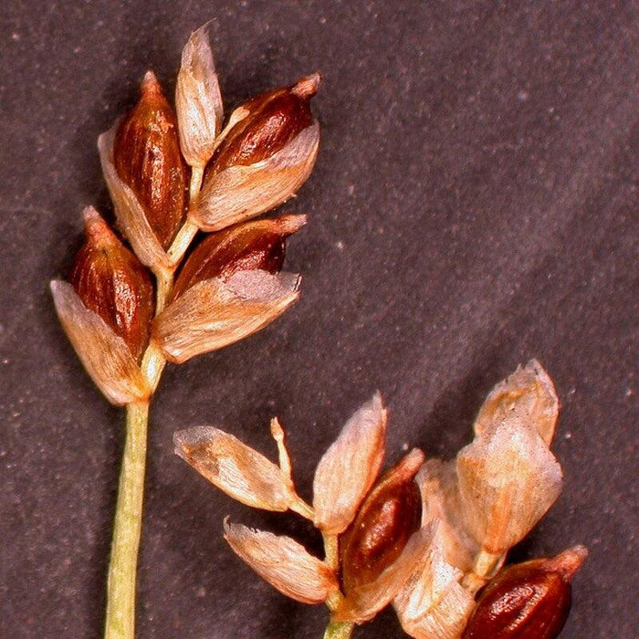 Carex eburnea  - Bristle-leafed Sedge - Shipped