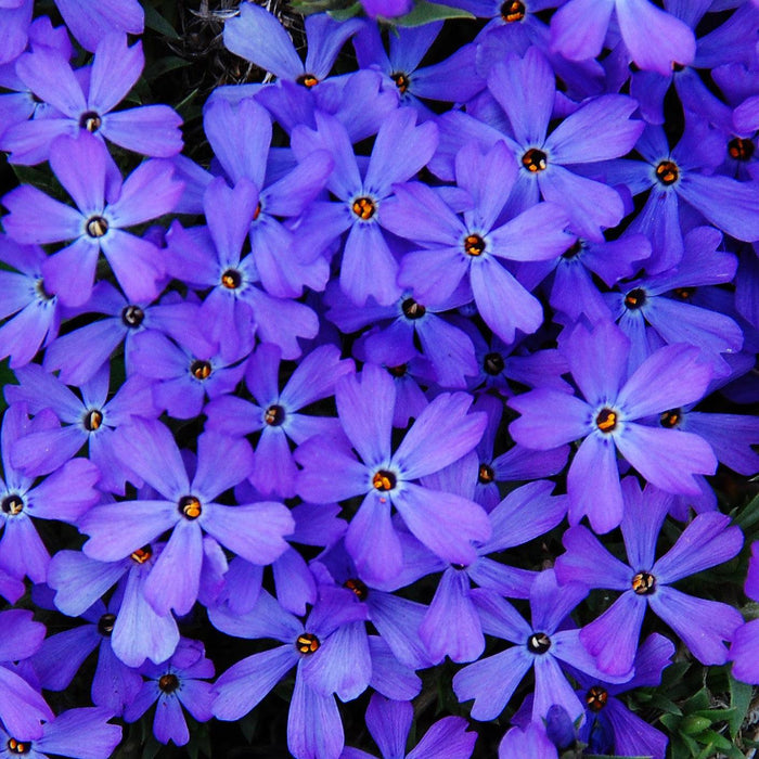 Violet Pinwheels Phlox - Shipped
