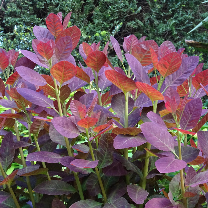 Cotinus coggygria 'Royal Purple'  - Royal Purple Smoke Tree - Shipped