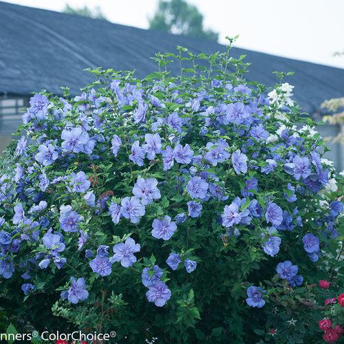 Hibiscus syriacus 'Notwoodthree'  - Blue Chiffon® Hibiscus - Shipped