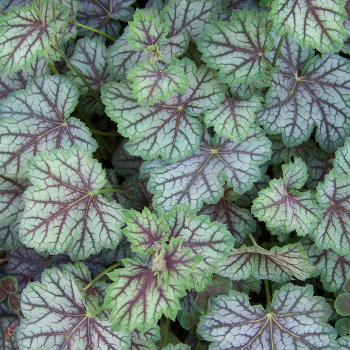 Heuchera americana 'Green Spice'  - Green Spice Coral Bells - Shipped
