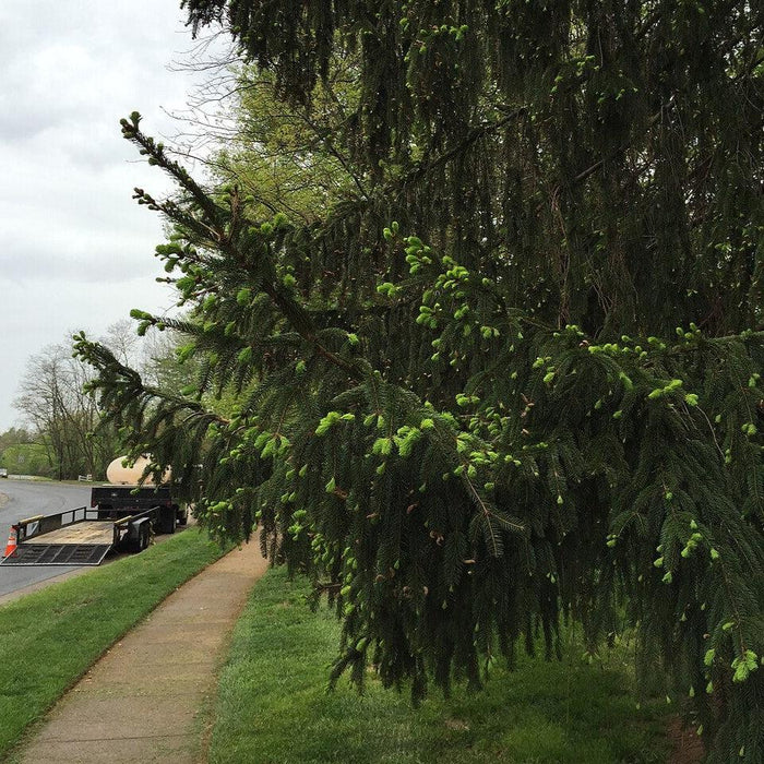 Picea abies  - Norway Spruce - Shipped