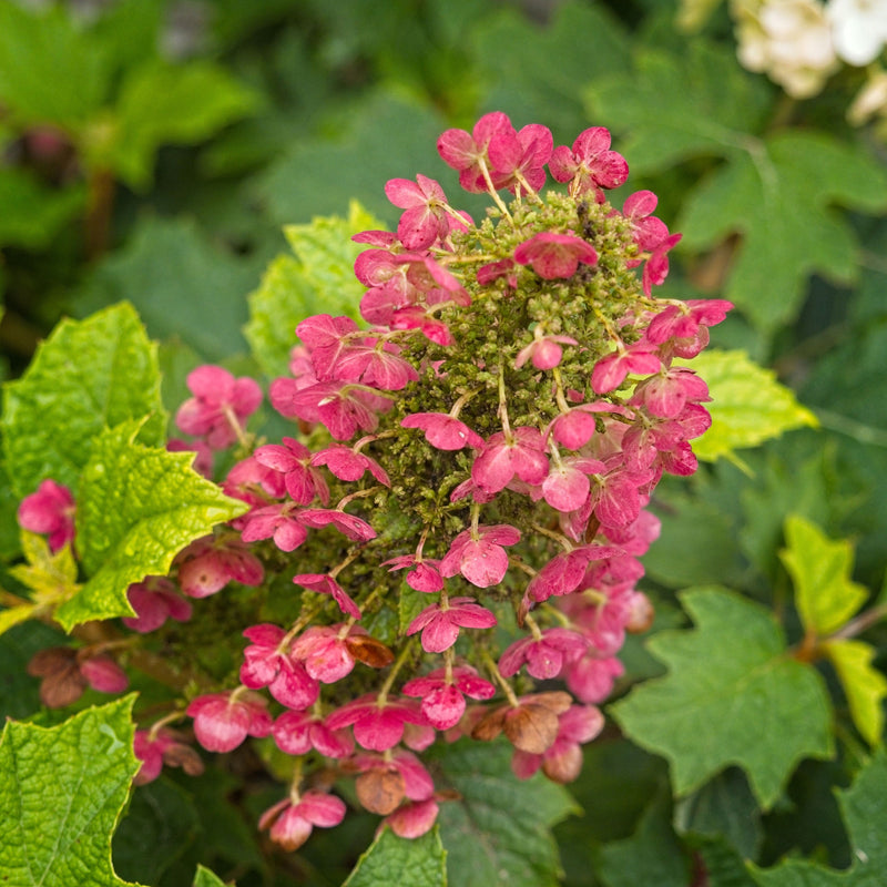 Ruby Slippers Oakleaf Hydrangea - Shipped