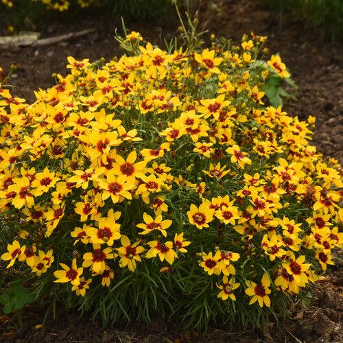 Coreopsis verticillata 'Golden Needles'  - Designer Threads™ Golden Needles Coreopsis - Shipped