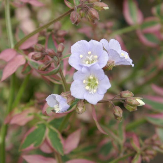 Stairway to Heaven Creeping Jacob's Ladder - Shipped