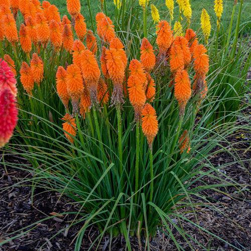 Kniphofia 'Blazing Orange'  - PW® Pyromania® Blazing Orange Red Hot Poker, Torch Lily - Shipped
