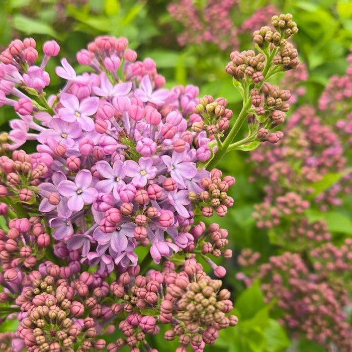 Syringa x hyacinthiflora 'SMNSHSO'  - Scentara® Pura Lilac - Shipped
