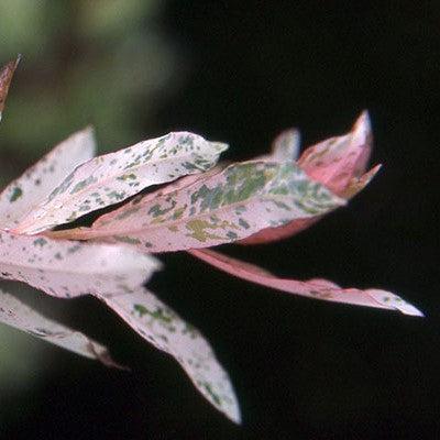 Dappled Willow - Shipped