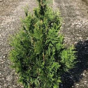 Green Giant Arborvitae - Shipped