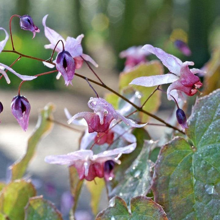 Epimedium 'Pink Elf'  - Pink Elf Barrenwort - Shipped