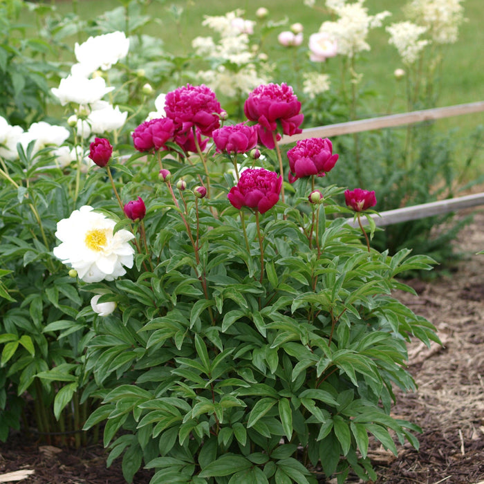 Paeonia lactiflora 'Kansas'  - Kansas Peony - Shipped