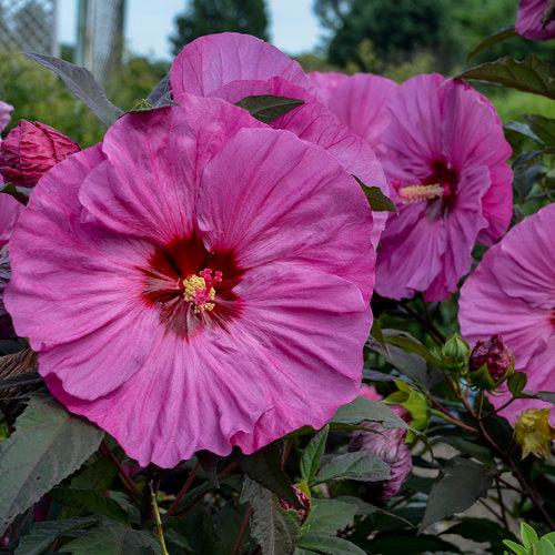 Hibiscus 'Berry Awesome' PP27936  - Summerific® Berry Awesome Hibiscus - Shipped
