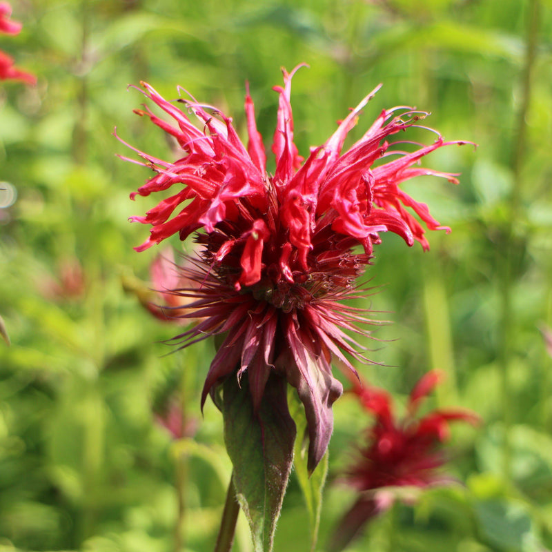 Jacob Cline Bee Balm - Shipped