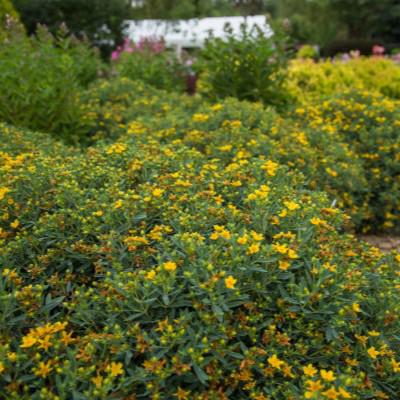 Hypericum kalmianum 'PIIHYP-I'  - First Editions® Cobalt-n-Gold™ St. John's Wort - Shipped