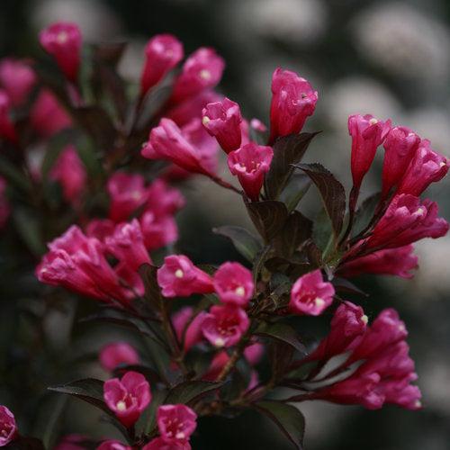 Wine & Roses® Weigela - Shipped