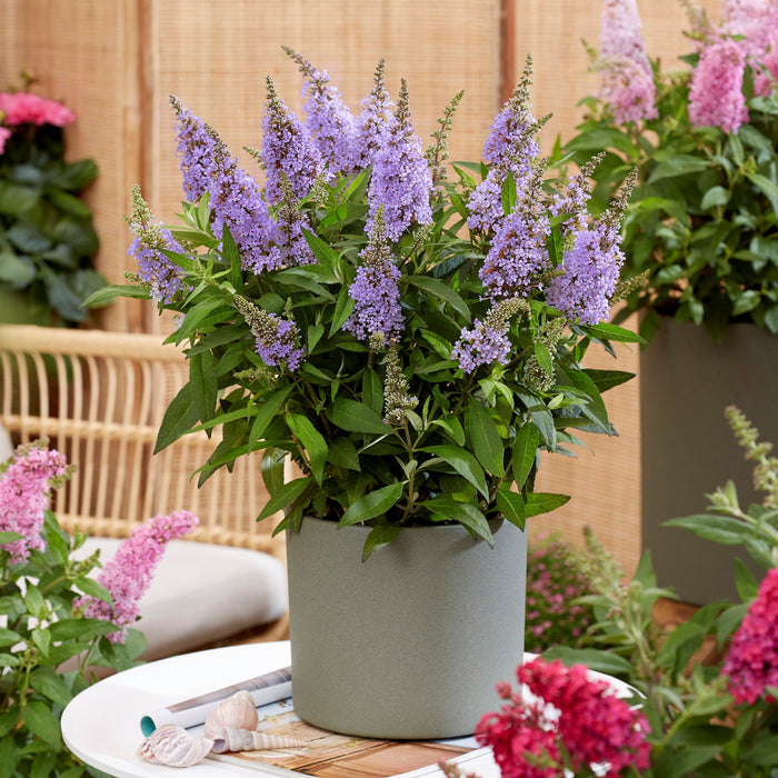 Buddleia davidii ‘BotEx 004’ PP34,378  - Butterfly Candy™ Lil' Lavender™ Butterfly Bush - Shipped