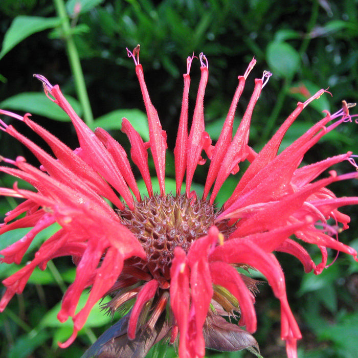 Monarda 'Bee-Happy'  - Bee-You™ Bee-Happy Bee Balm - Shipped