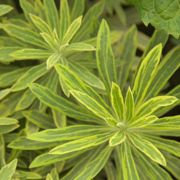 Euphorbia x martinii 'Ascot Rainbow'  - Ascot Rainbow Spurge - Shipped