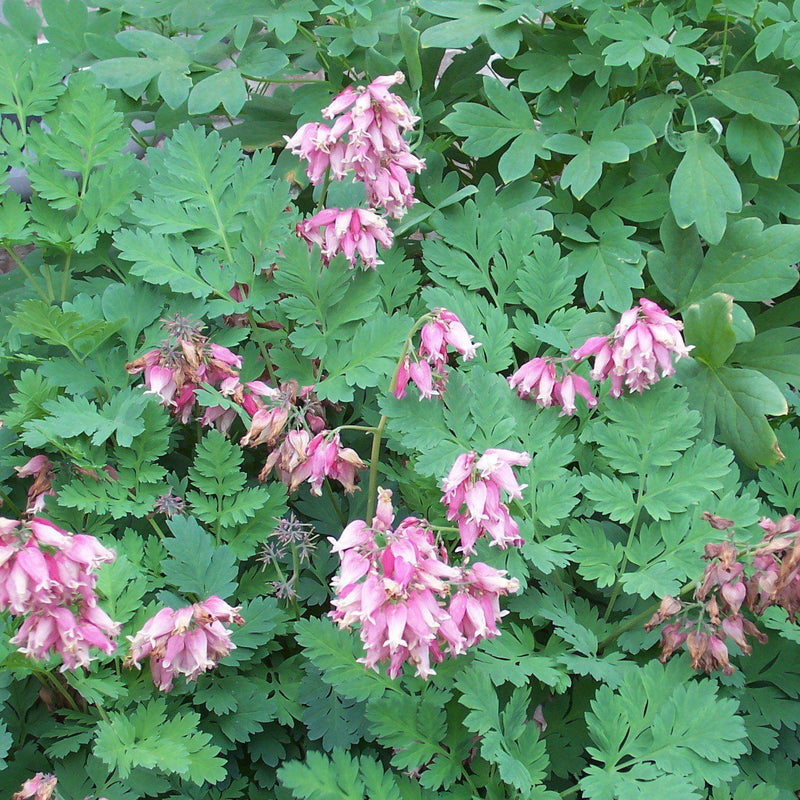 Bleeding Heart - Shipped