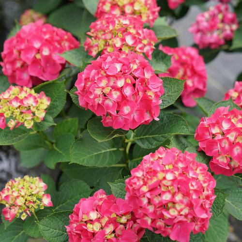 Wee Bit Giddy® Hydrangea - Shipped