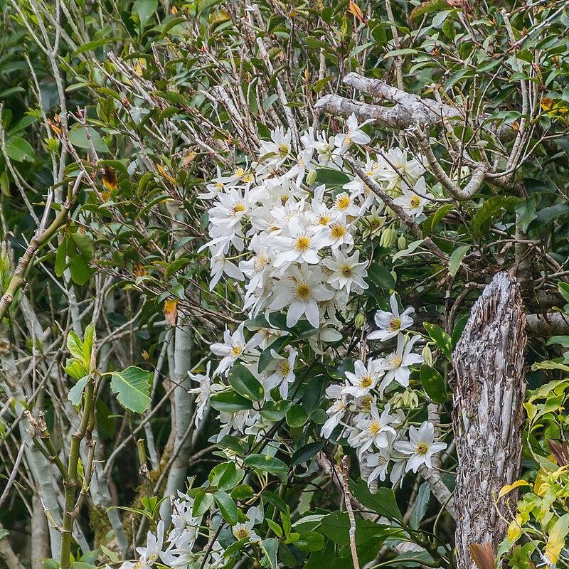 Autumn Clematis - Shipped