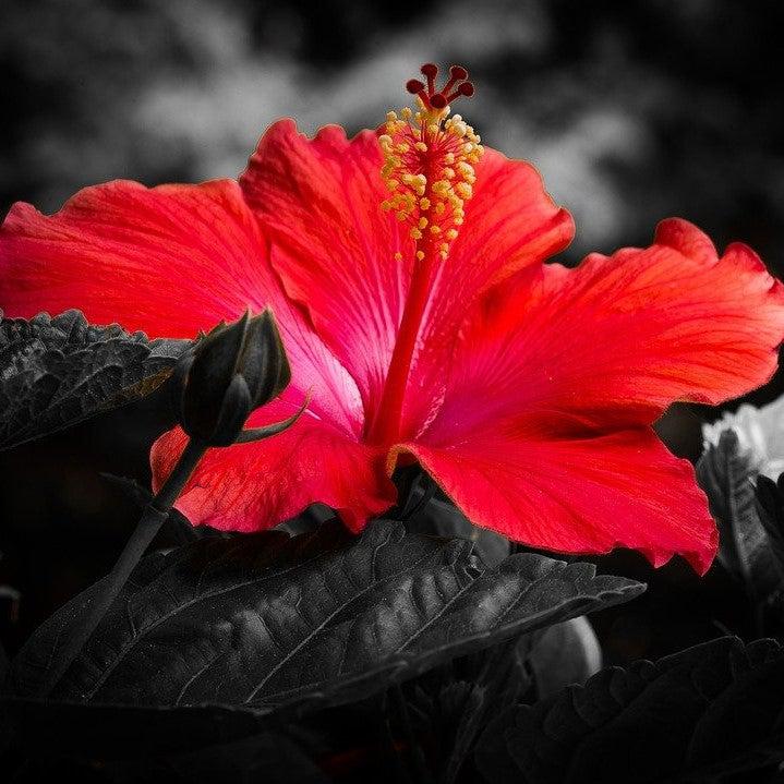 Midnight Marvel Red Leaf Hibiscus - Shipped