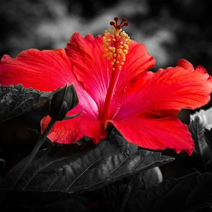 Midnight Marvel Red Leaf Hibiscus - Shipped