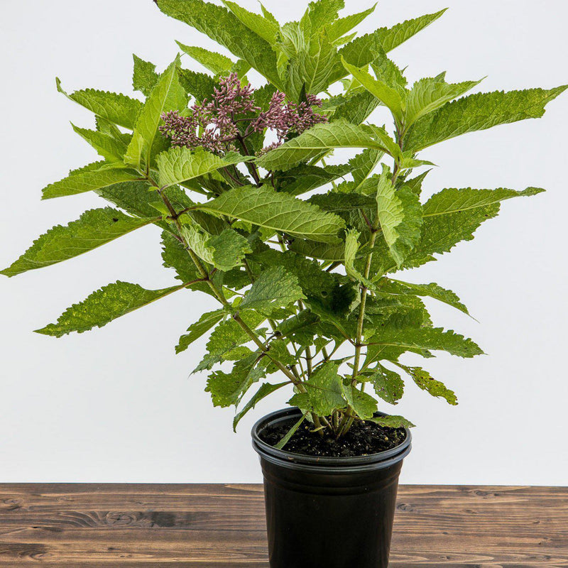 Gateway Joe Pye Weed - Shipped