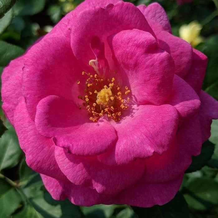 Rosa 'LIMkiss'  - True Bloom™ True Gratitude™ Rose - Shipped