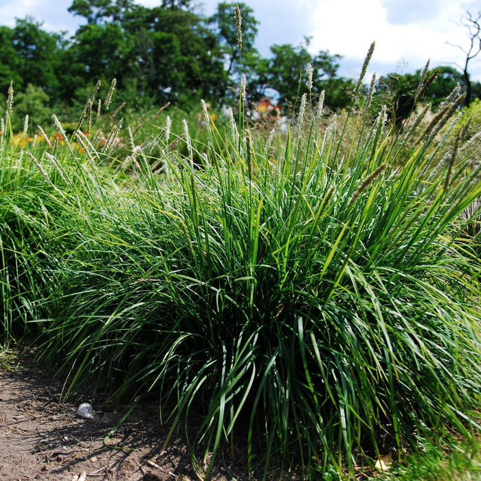 Sesleria autumnalis  - Autumn Moor Grass - Shipped