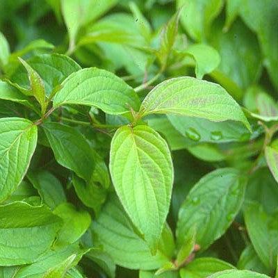 Cornus sericea 'Kelseyi'  - Kelseyi Red Twig Dogwood - Shipped