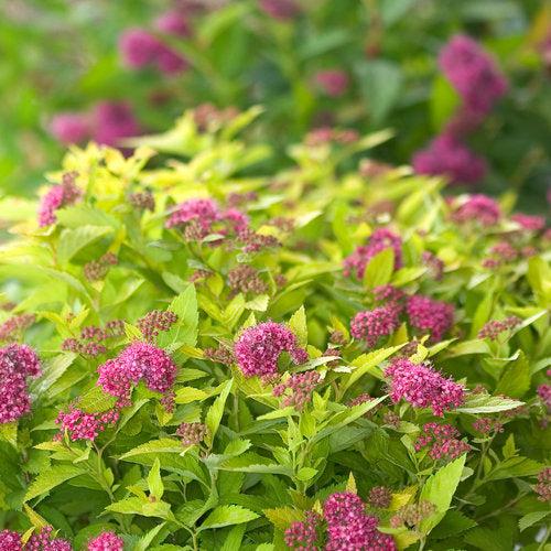Double Play® Gold Spirea - Shipped