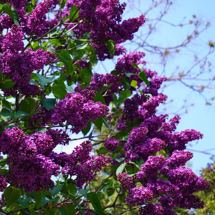 Syringa vulgaris 'Yankee Doodle'  - Yankee Doodle Lilac - Shipped