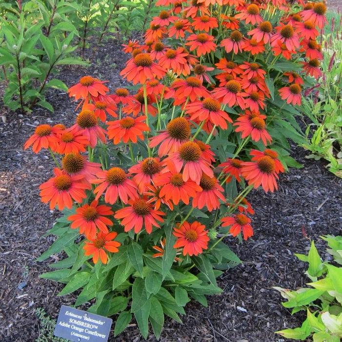 Echinacea x 'Balsomador' PP #26,639  - Sombrero® Adobe Orange Improved Coneflower - Shipped