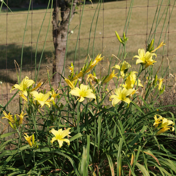 Hemerocallis 'Hyperion'  - Hyperion Daylily - Shipped
