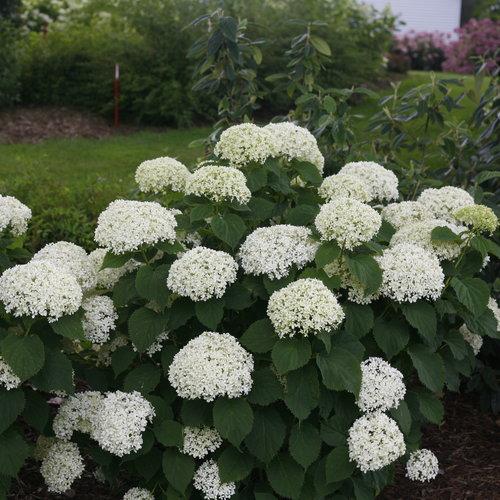Invincibelle® Limetta Smooth Hydrangea - Shipped
